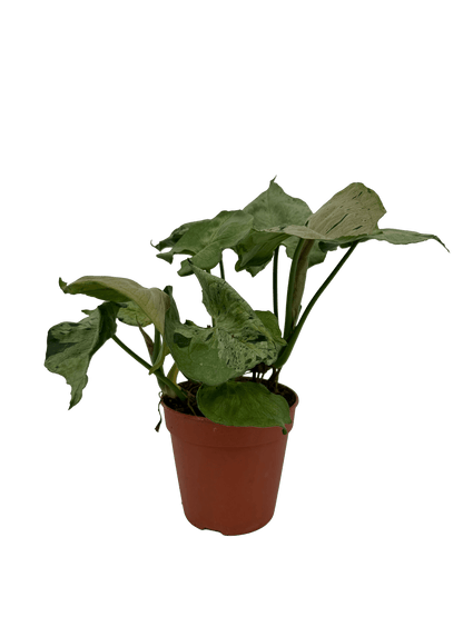 סינגוניום גריי גוסט - רוטין (ירוק במרפסת לשעבר)