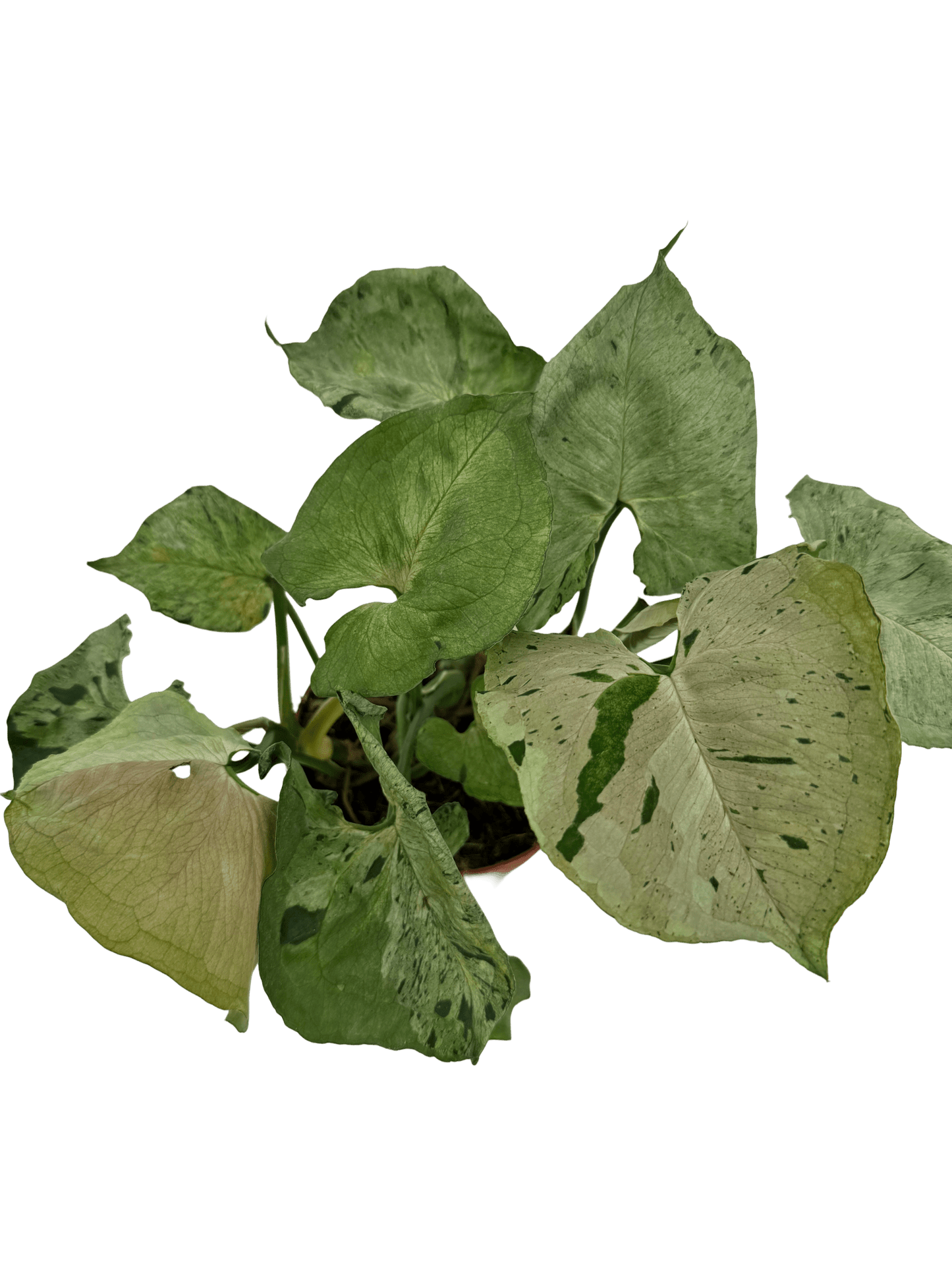 סינגוניום גריי גוסט - רוטין (ירוק במרפסת לשעבר)