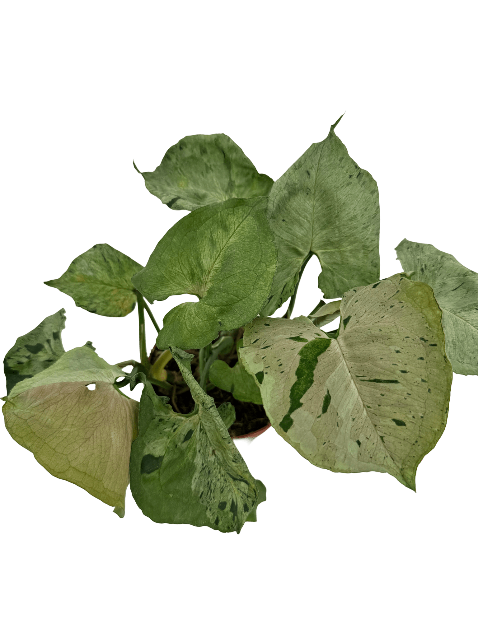 סינגוניום גריי גוסט - רוטין (ירוק במרפסת לשעבר)