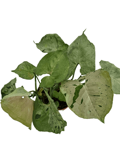 סינגוניום גריי גוסט - רוטין (ירוק במרפסת לשעבר)