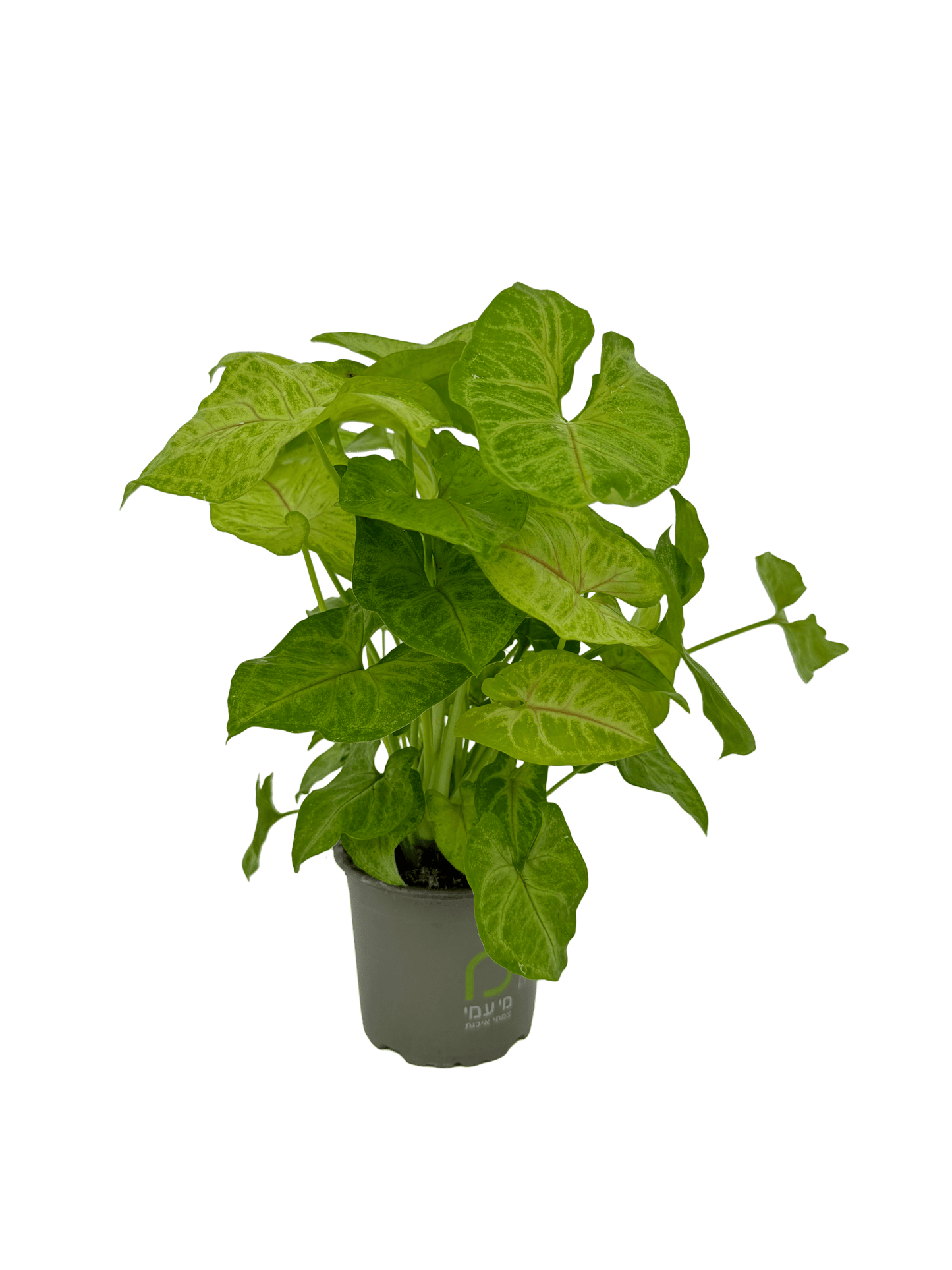 סינגוניום גולדן - רוטין (ירוק במרפסת לשעבר)