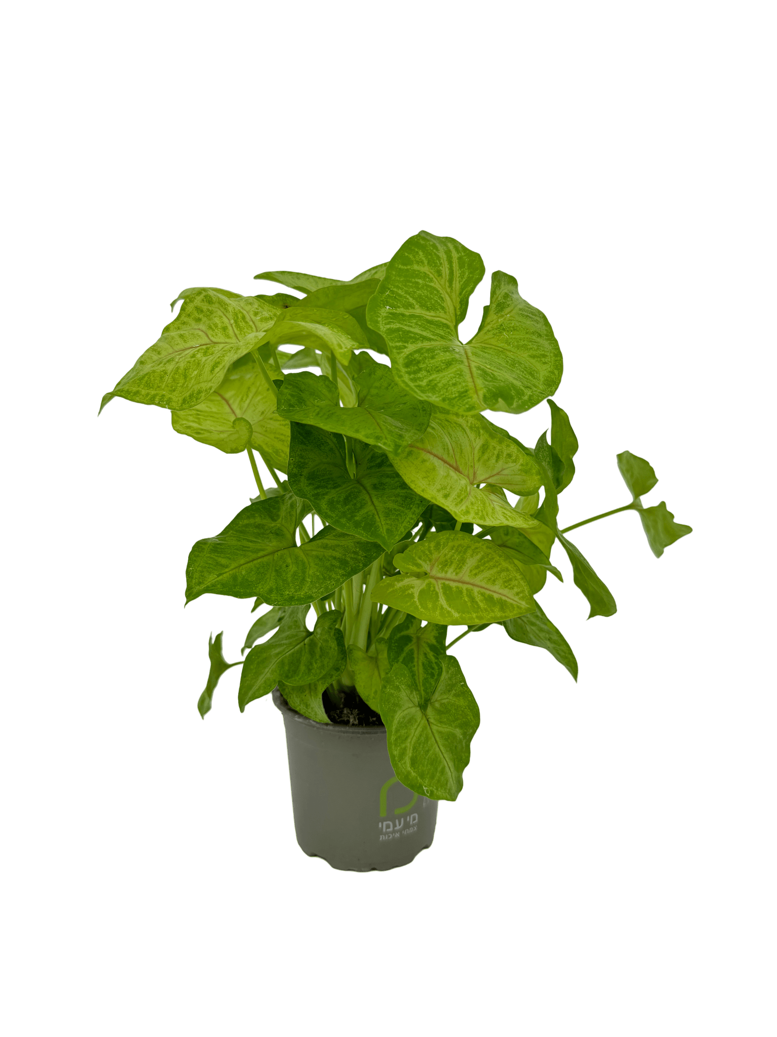 סינגוניום גולדן - רוטין (ירוק במרפסת לשעבר)