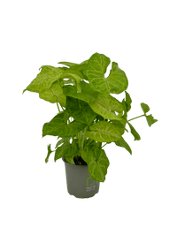 עציץ מגדלים (חינם)