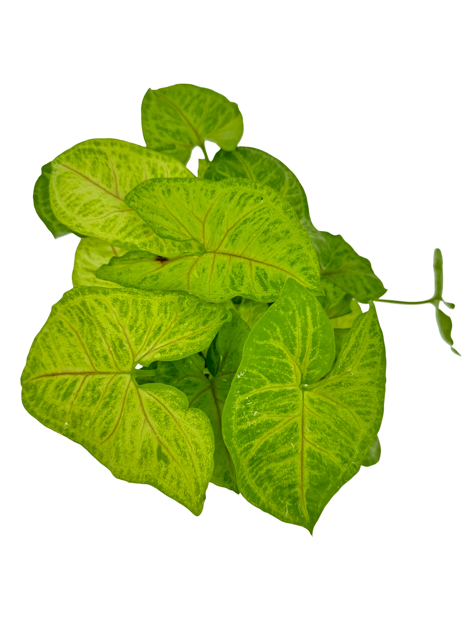 סינגוניום גולדן - רוטין (ירוק במרפסת לשעבר)