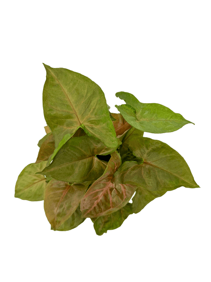 סינגוניום קרם אלוז'ן - רוטין (ירוק במרפסת לשעבר)