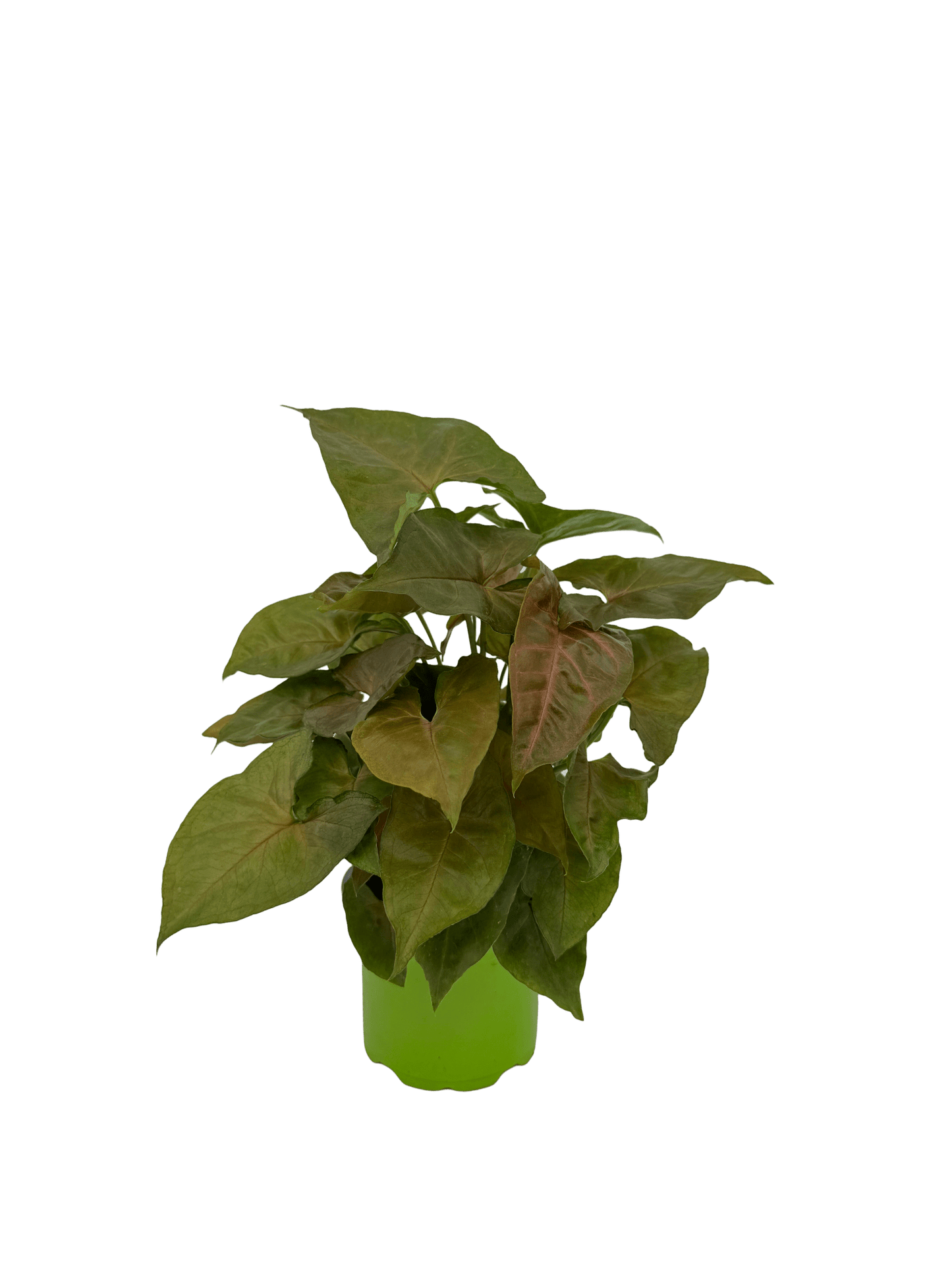 סינגוניום קרם אלוז'ן