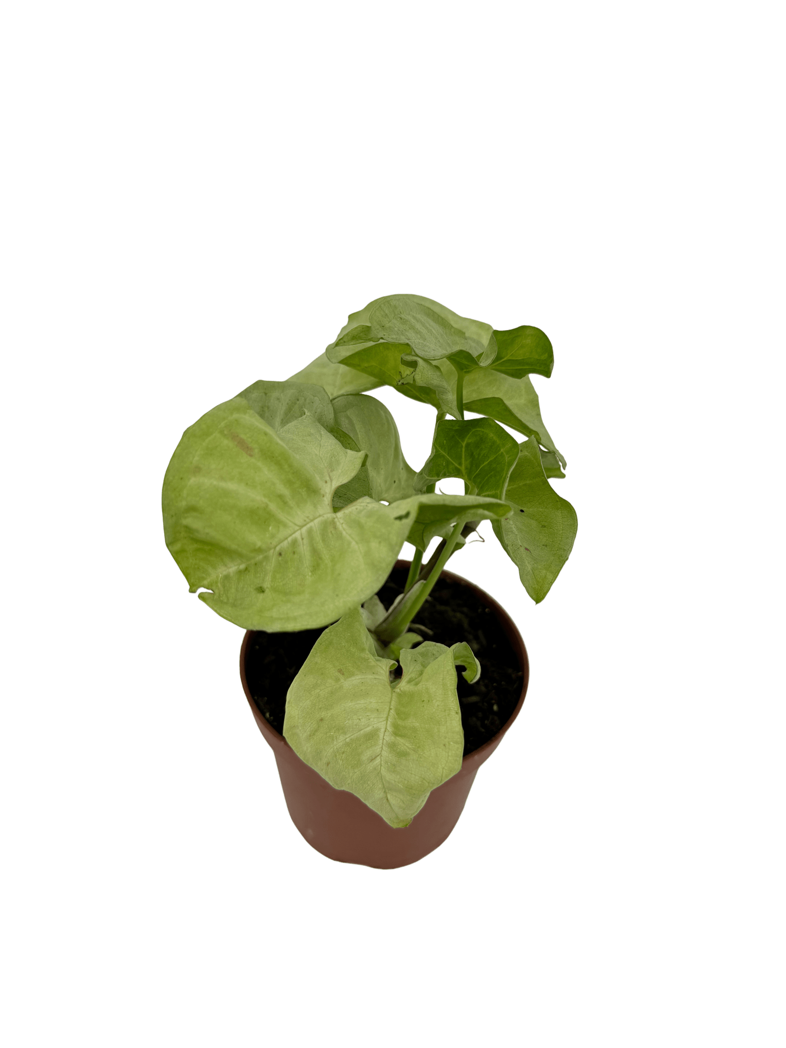 סינגוניום מילק קונפטי - רוטין (ירוק במרפסת לשעבר)