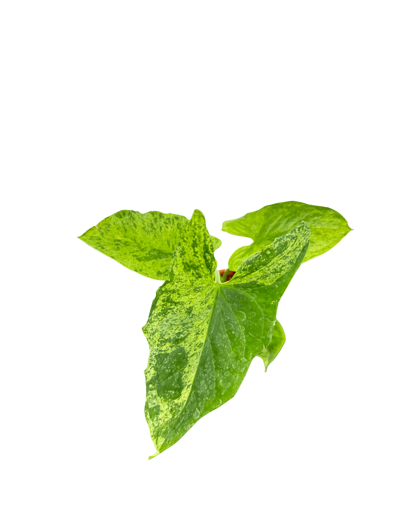 סינגוניום מוחיטו קוטר 5 - רוטין (ירוק במרפסת לשעבר)