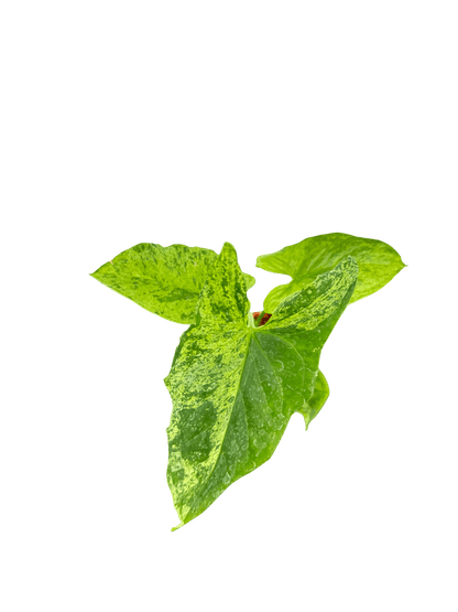 סינגוניום מוחיטו קוטר 5 - רוטין (ירוק במרפסת לשעבר)