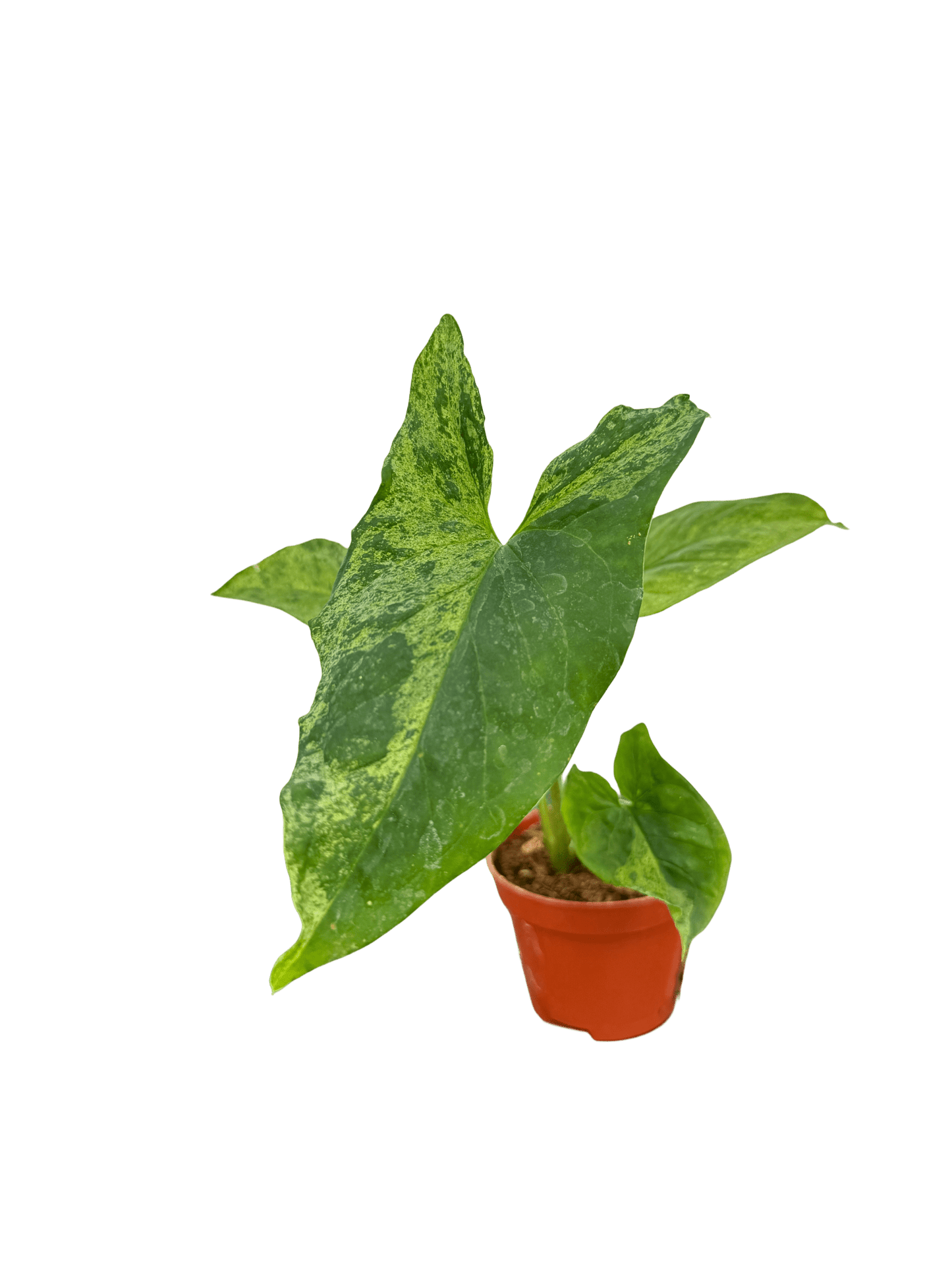 סינגוניום מוחיטו קוטר 5 - רוטין (ירוק במרפסת לשעבר)