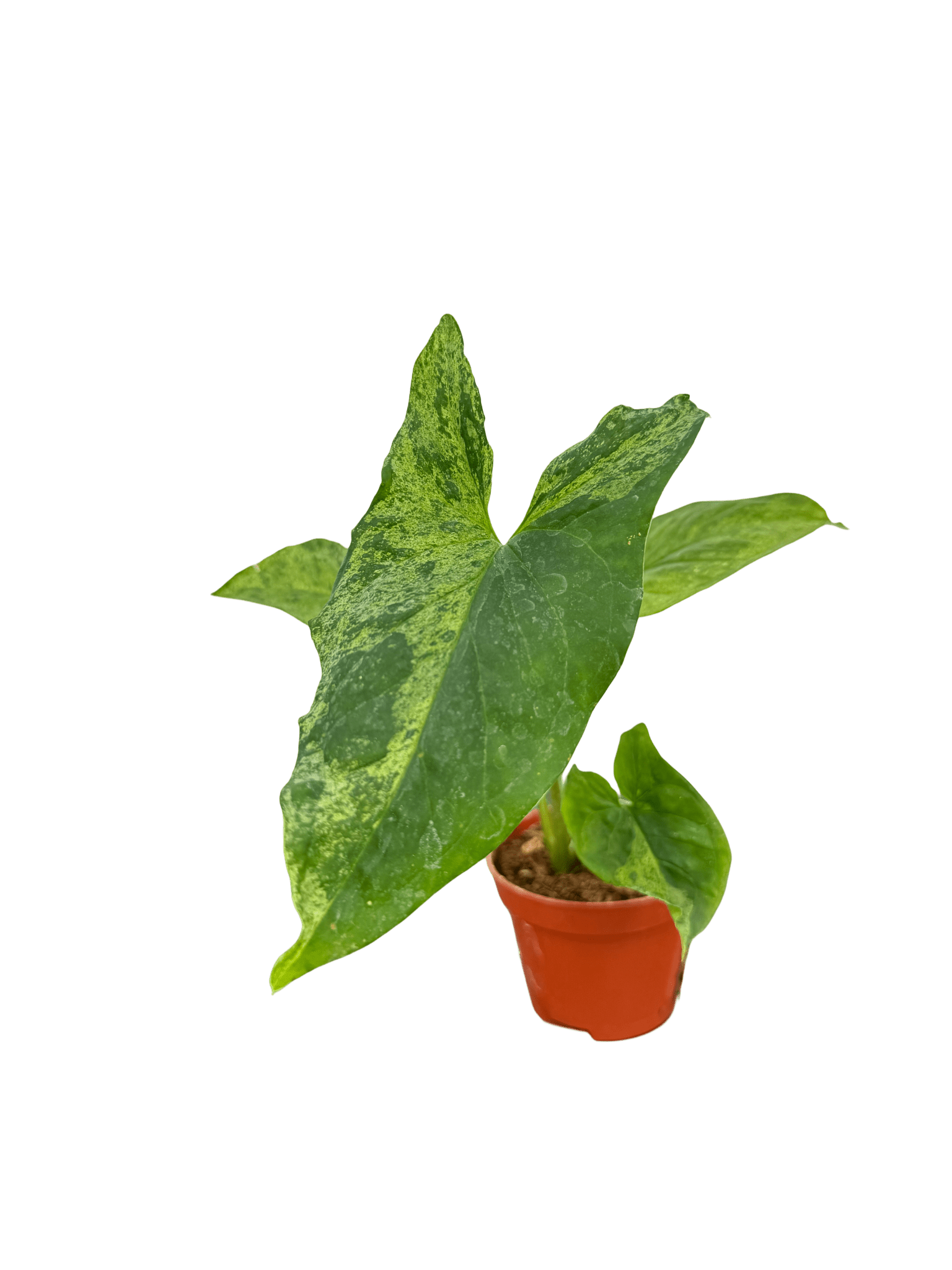 סינגוניום מוחיטו קוטר 5 - רוטין (ירוק במרפסת לשעבר)