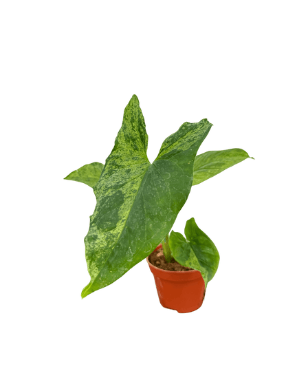 סינגוניום מוחיטו קוטר 5 - רוטין (ירוק במרפסת לשעבר)