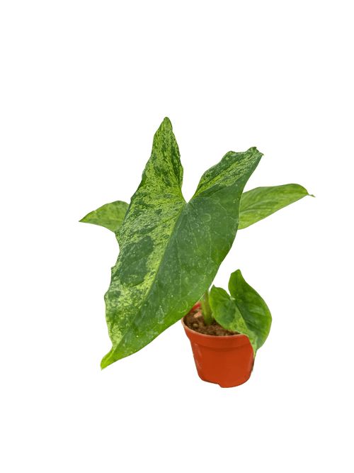 סינגוניום מוחיטו קוטר 5 - רוטין (ירוק במרפסת לשעבר)