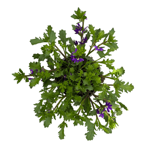 סקיבולה - רוטין (ירוק במרפסת לשעבר)