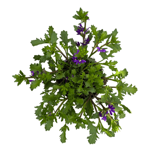 סקיבולה - רוטין (ירוק במרפסת לשעבר)