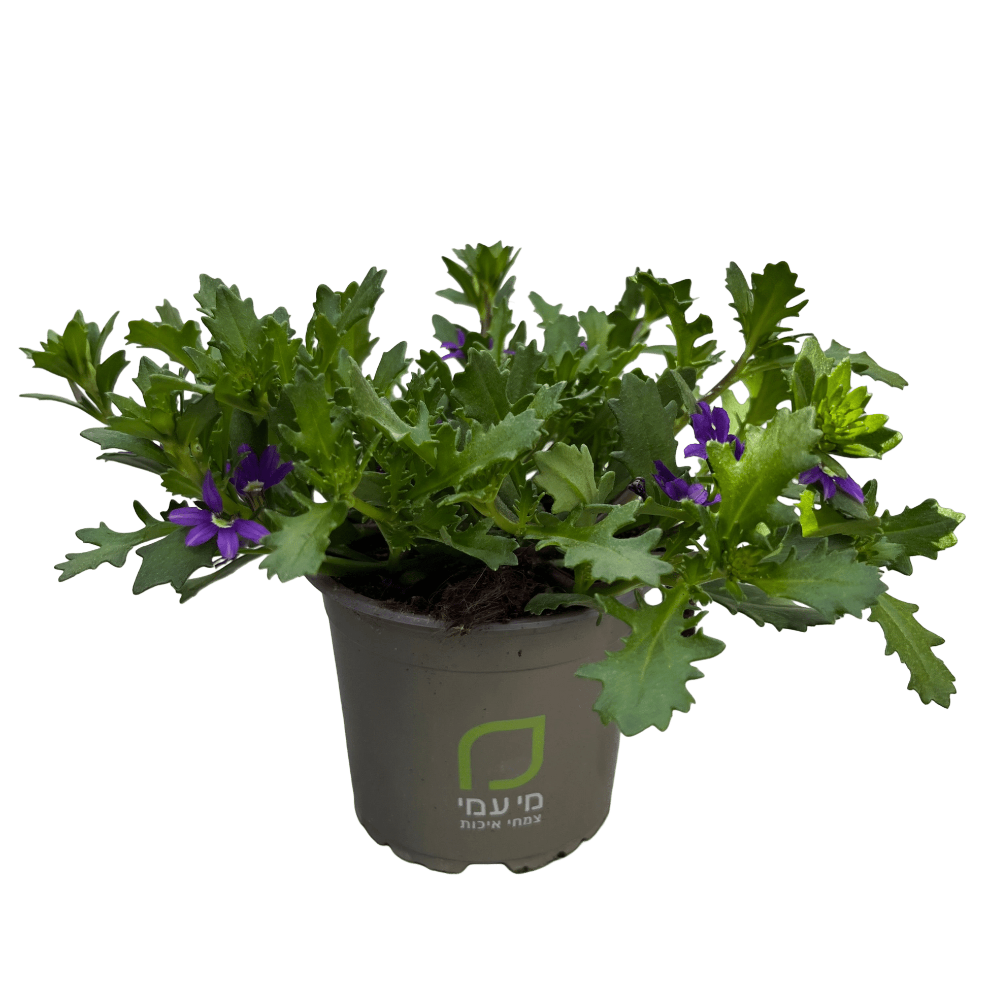 סקיבולה - רוטין (ירוק במרפסת לשעבר)