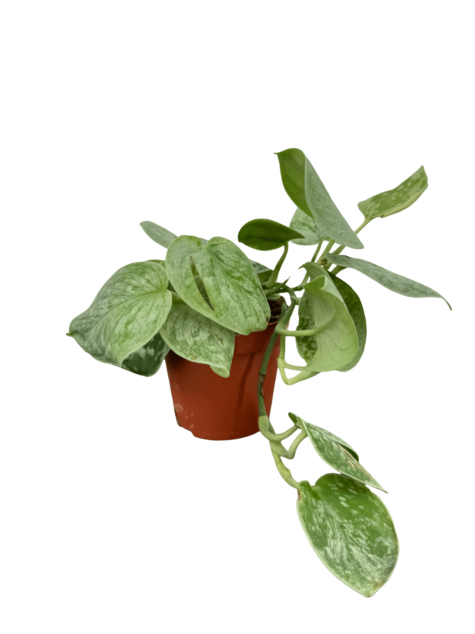 סקינדס סילבר אן קוטר 9 - רוטין (ירוק במרפסת לשעבר)