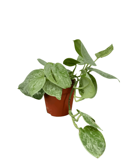 סקינדס סילבר אן קוטר 9 - רוטין (ירוק במרפסת לשעבר)