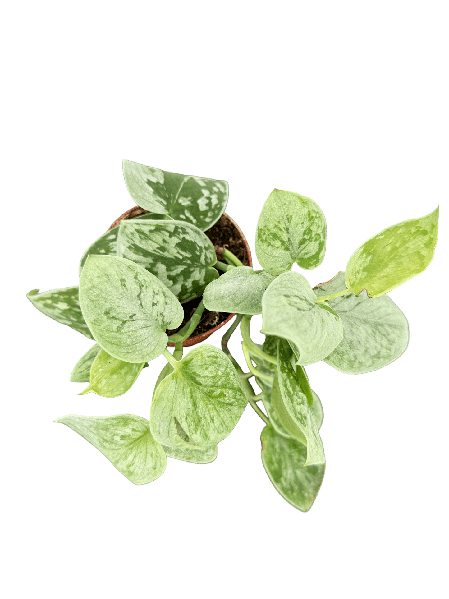 סקינדס סילבר אן קוטר 9 - רוטין (ירוק במרפסת לשעבר)