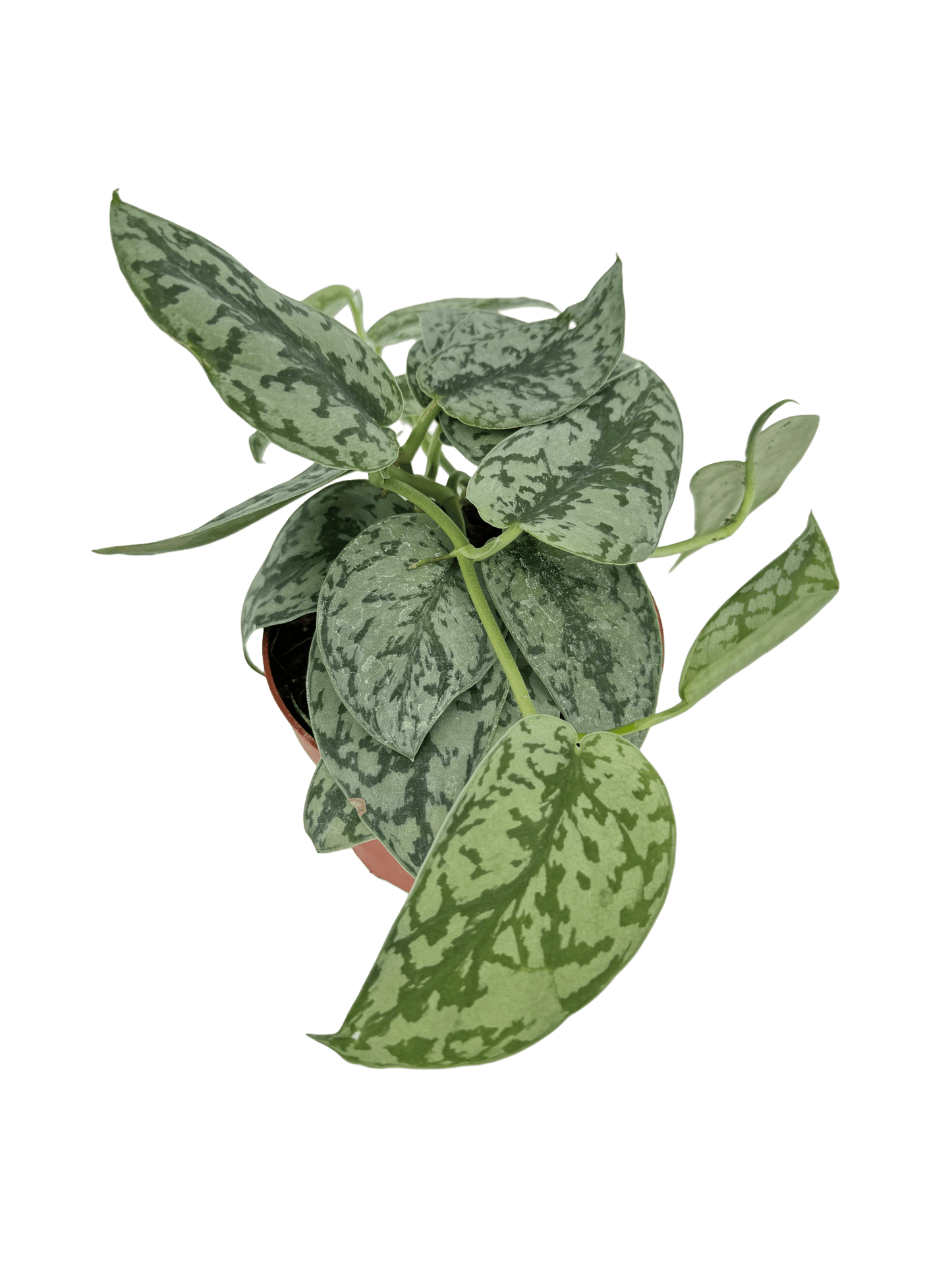 סקנדס סילבר עציץ קוטר 12 ס״מ - רוטין (ירוק במרפסת לשעבר)