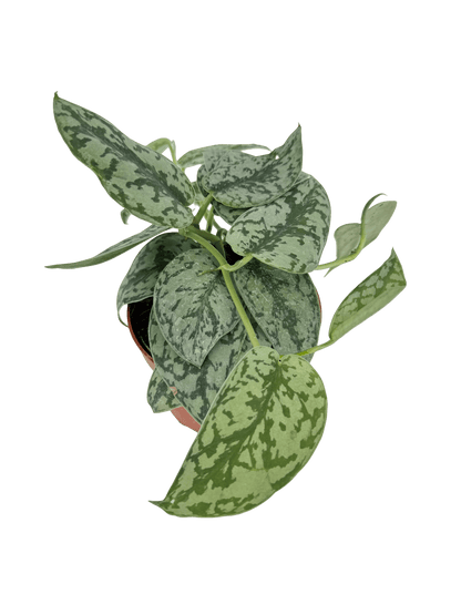 סקנדס סילבר עציץ קוטר 12 ס״מ - רוטין (ירוק במרפסת לשעבר)