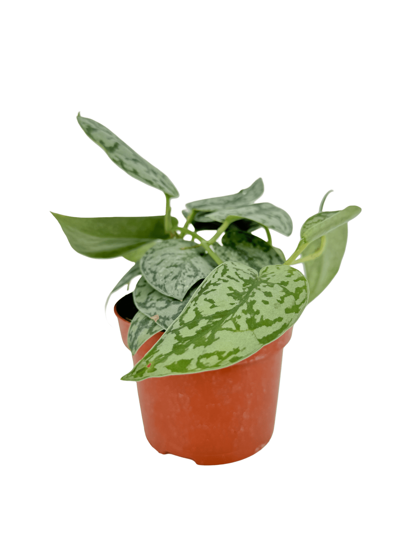 סקנדס סילבר עציץ קוטר 12 ס״מ - רוטין (ירוק במרפסת לשעבר)