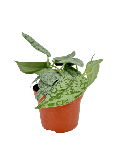 סקנדס סילבר עציץ קוטר 12 ס״מ - רוטין (ירוק במרפסת לשעבר)