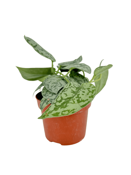 סקנדס סילבר עציץ קוטר 12 ס״מ - רוטין (ירוק במרפסת לשעבר)