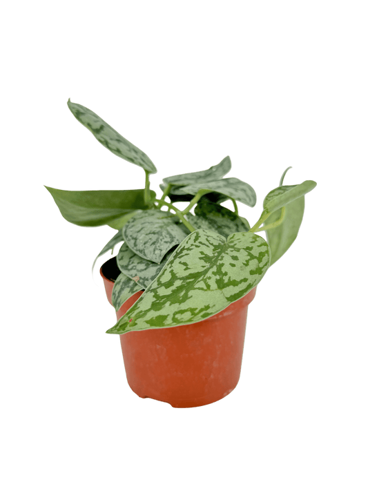 סקנדס סילבר עציץ קוטר 12 ס״מ - רוטין (ירוק במרפסת לשעבר)