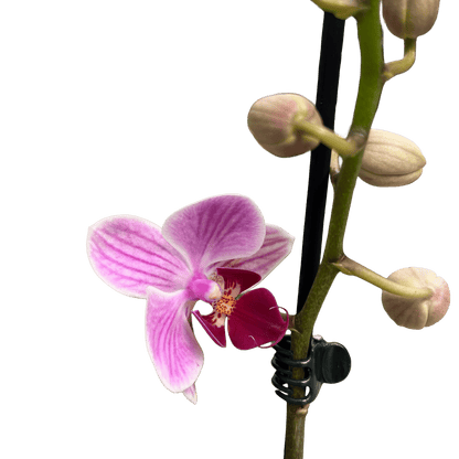 סחלב פורח גובה 50 - רוטין (ירוק במרפסת לשעבר)