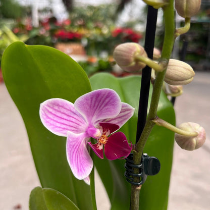 סחלב פורח גובה 50 - רוטין (ירוק במרפסת לשעבר)