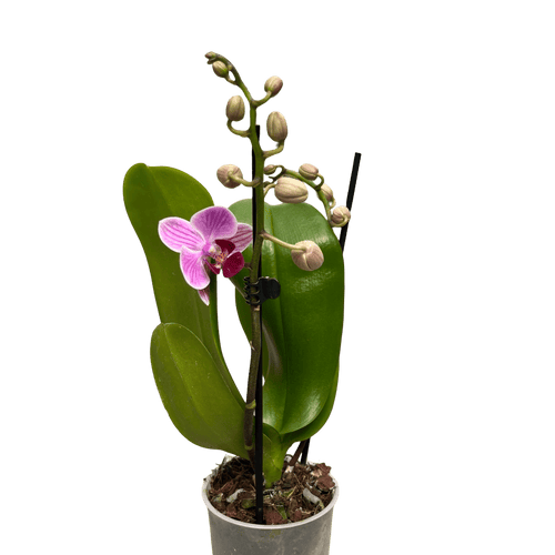 סחלב פורח גובה 50 - רוטין (ירוק במרפסת לשעבר)