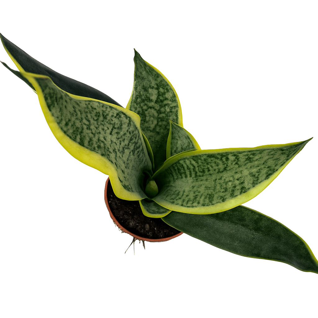 סנסיורה - רוטין (ירוק במרפסת לשעבר)