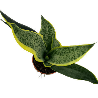 סנסיורה - רוטין (ירוק במרפסת לשעבר)