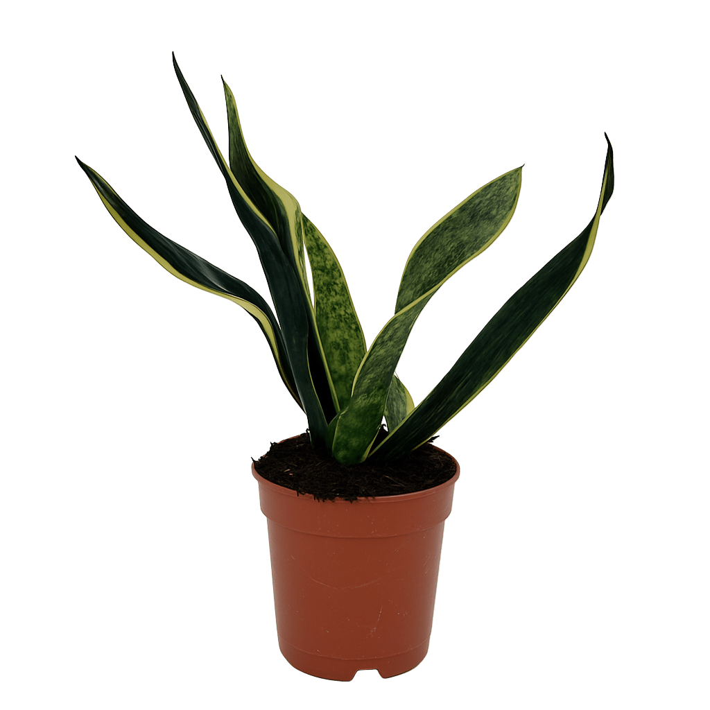 סנסיורה - רוטין (ירוק במרפסת לשעבר)