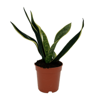 עציץ מגדלים (חינם)