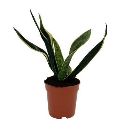 סנסיורה - רוטין (ירוק במרפסת לשעבר)