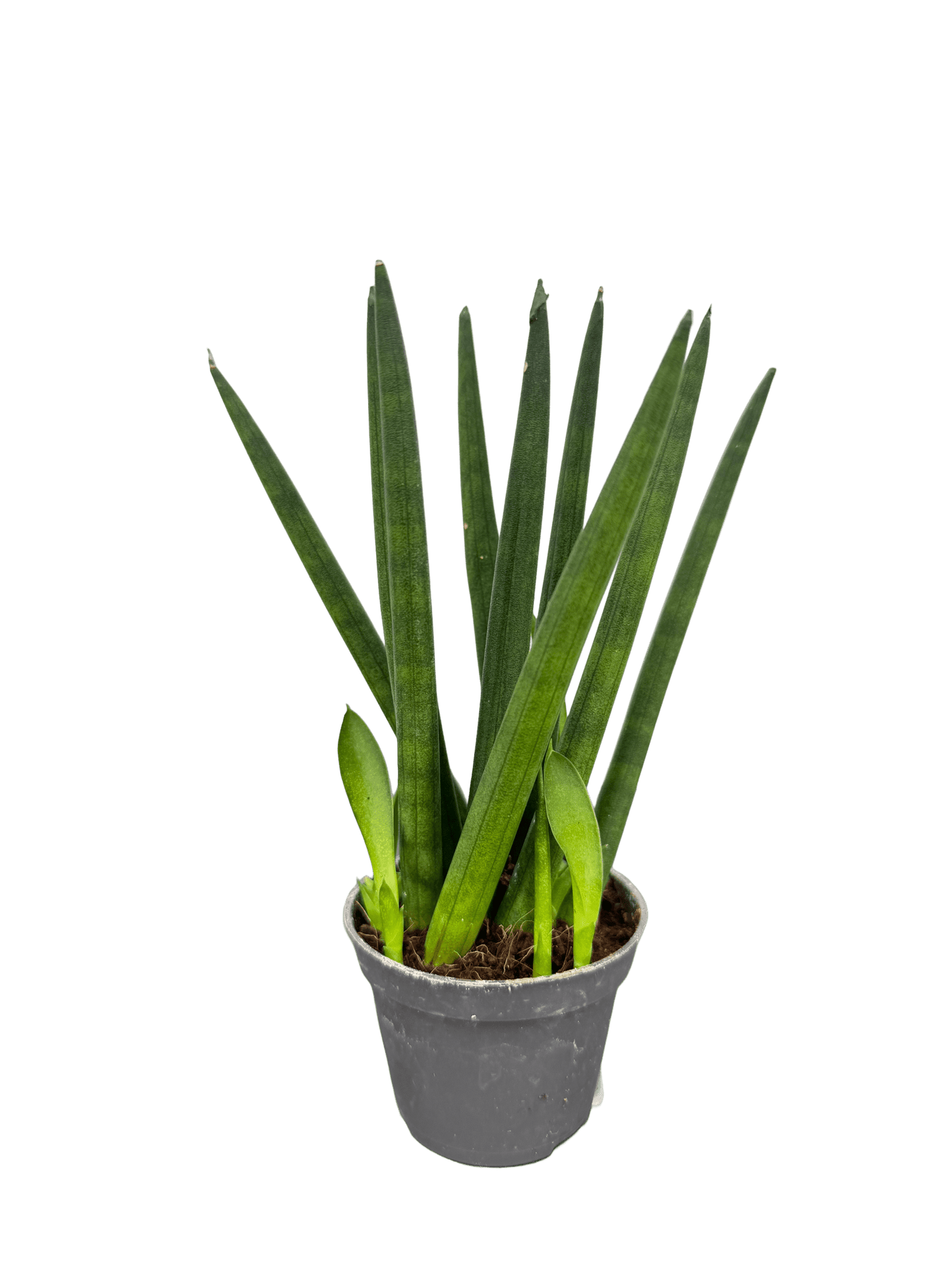 סנסויריה מיקס קוטר 5 - רוטין (ירוק במרפסת לשעבר)