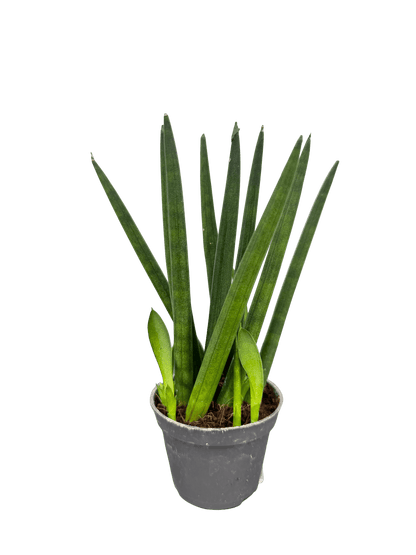 סנסויריה מיקס קוטר 5 - רוטין (ירוק במרפסת לשעבר)