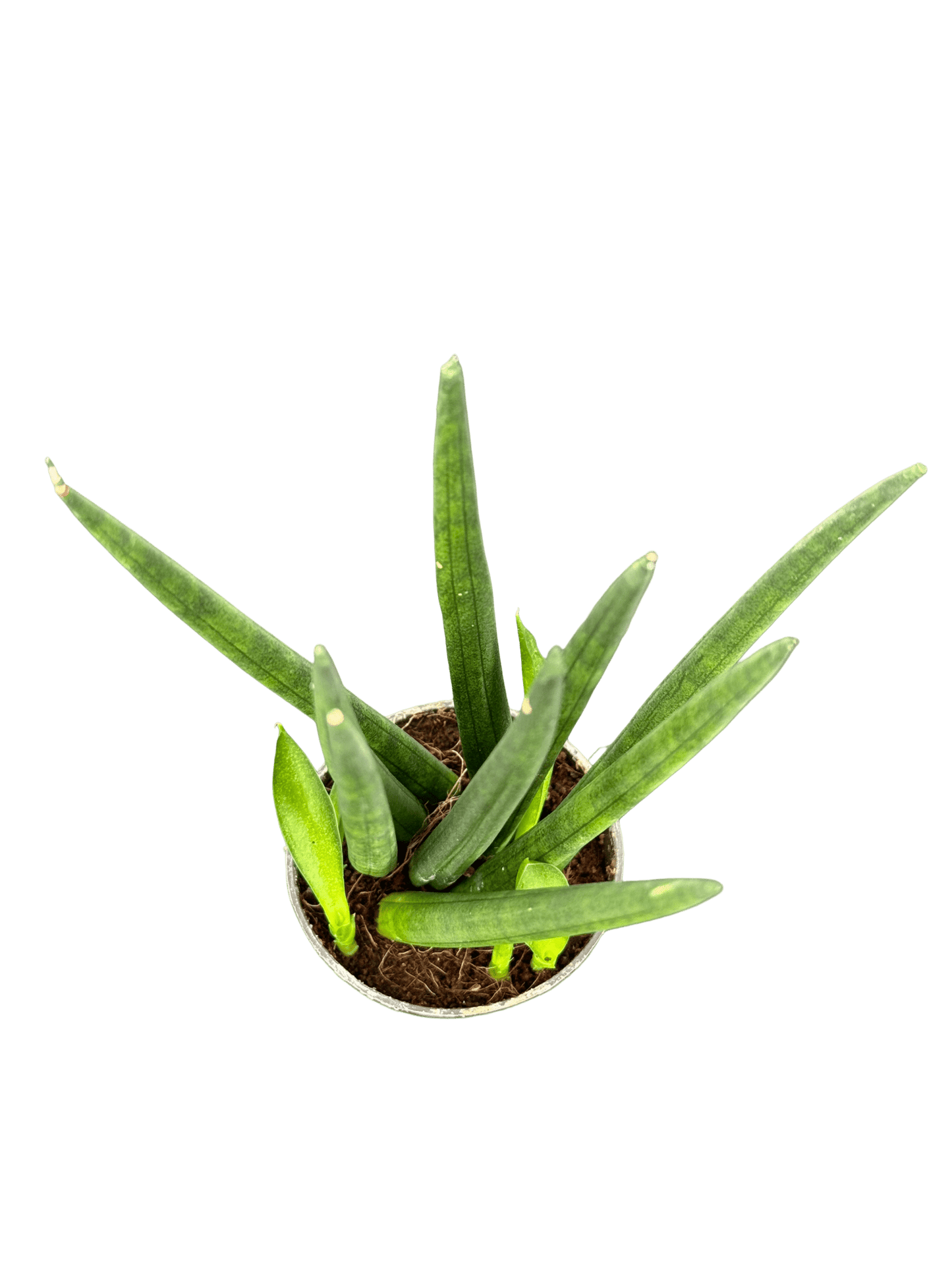 סנסויריה מיקס קוטר 5 - רוטין (ירוק במרפסת לשעבר)