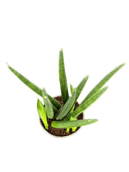 סנסויריה מיקס קוטר 5 - רוטין (ירוק במרפסת לשעבר)