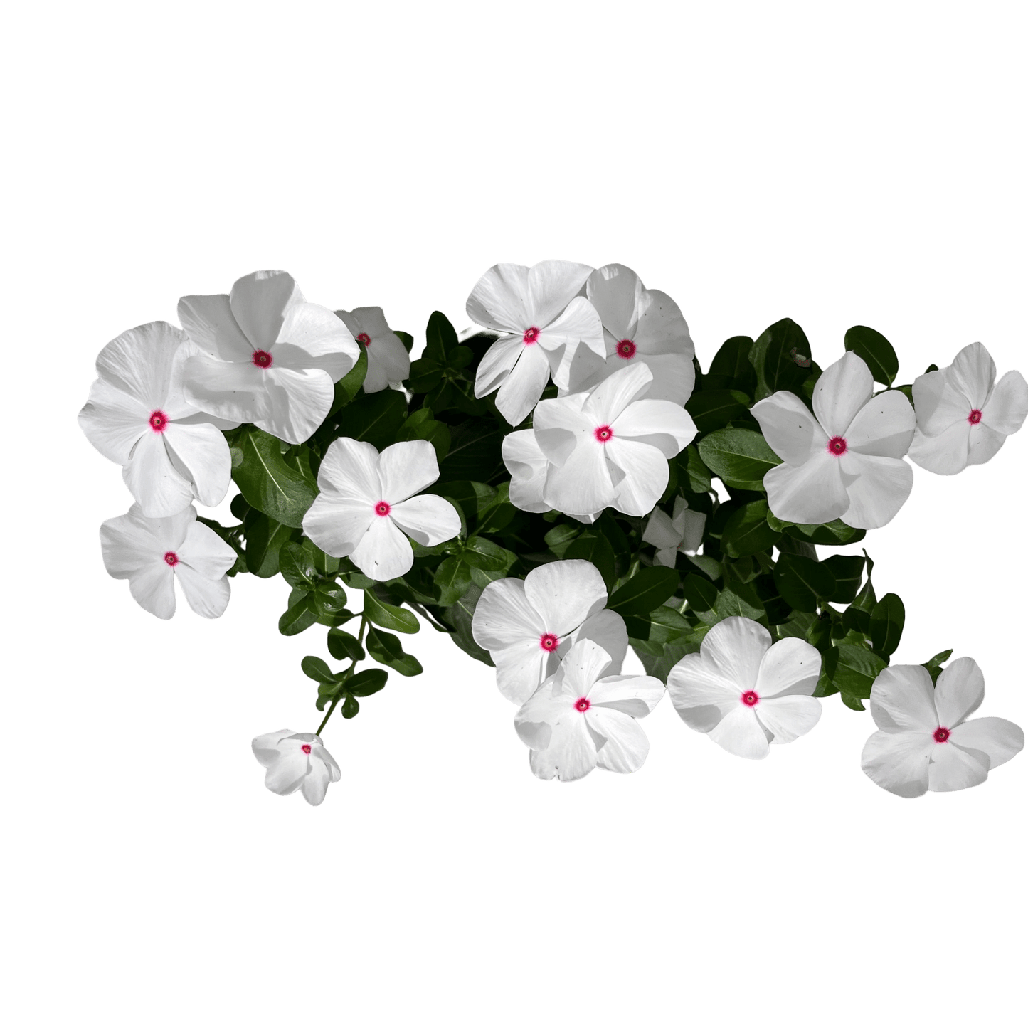 וינקה רב שנתי - רוטין (ירוק במרפסת לשעבר)