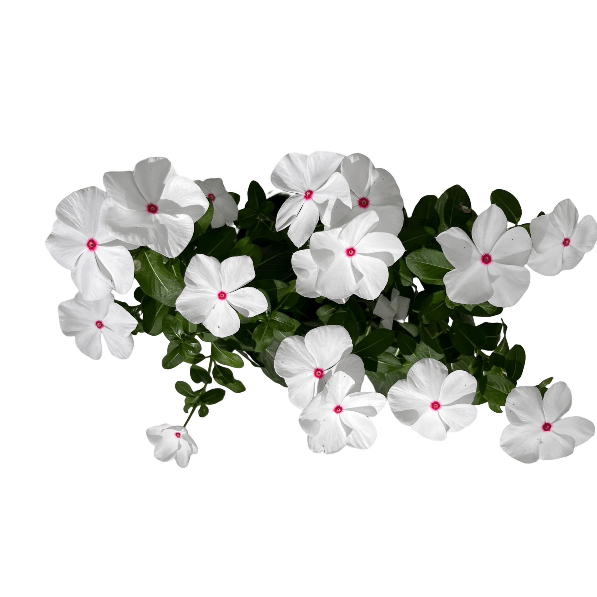 וינקה רב שנתי - רוטין (ירוק במרפסת לשעבר)