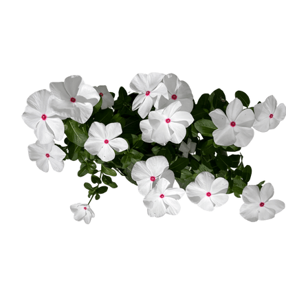 וינקה רב שנתי - רוטין (ירוק במרפסת לשעבר)