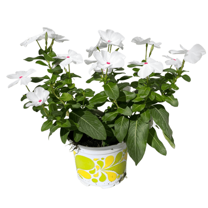 וינקה רב שנתי - רוטין (ירוק במרפסת לשעבר)