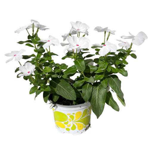 וינקה רב שנתי - רוטין (ירוק במרפסת לשעבר)