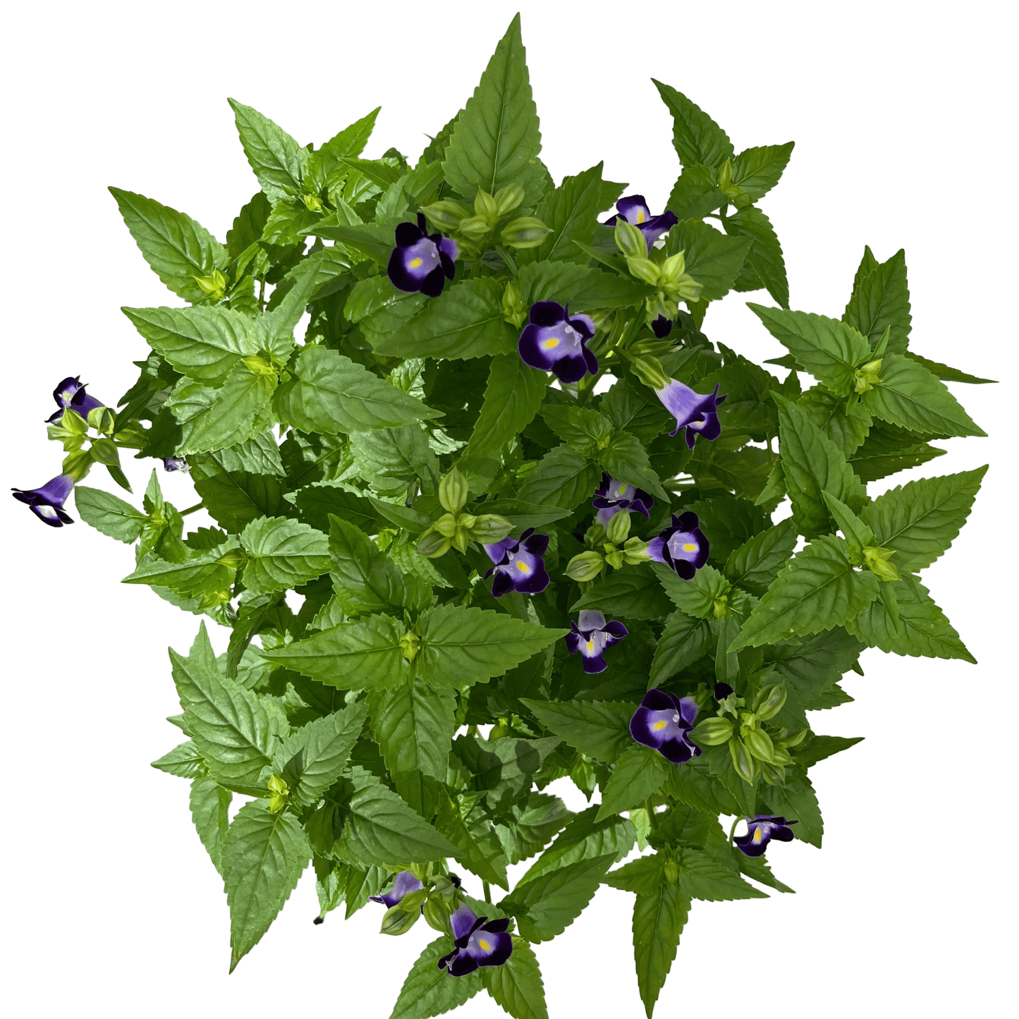 טוריניה - רוטין (ירוק במרפסת לשעבר)