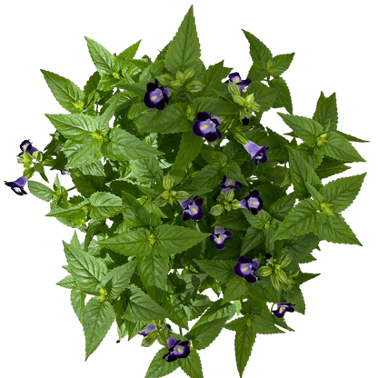 טוריניה - רוטין (ירוק במרפסת לשעבר)