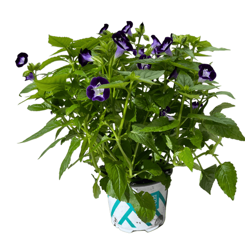 טוריניה - רוטין (ירוק במרפסת לשעבר)