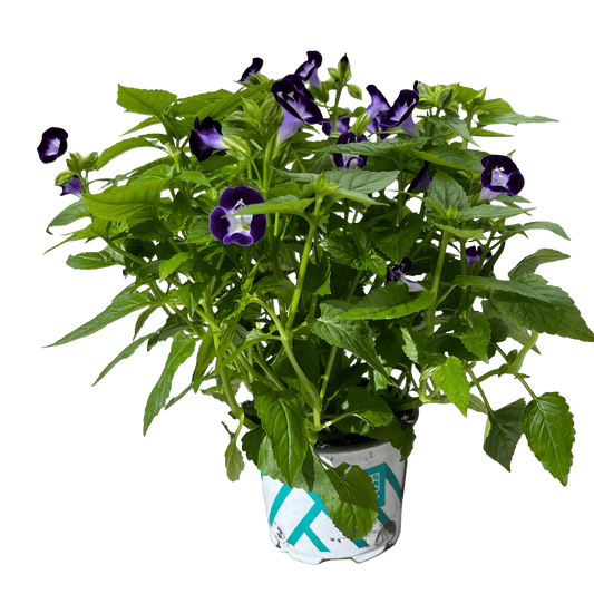 טוריניה - רוטין (ירוק במרפסת לשעבר)